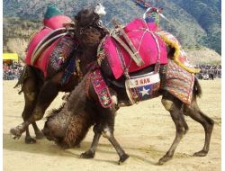 Yağışlı Hava Güreşleri İptal Ettirdi