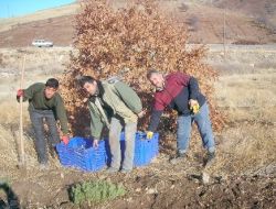 Gölbaşı’nda Ağaçlandırma Seferberliği