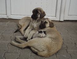 Kedi Ve Köpeğin Şaşırtan Dostluğu