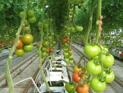 Denizli’de Seralar İçin 60 Milyon Liralık Yatırım Yapıldı