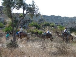 Deve Turcuları Sezondan Umduğunu Bulamadı