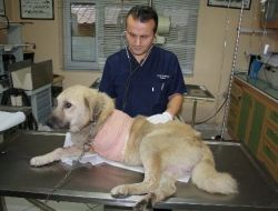 Obezite, Kangalı Bir Ayağından Etti