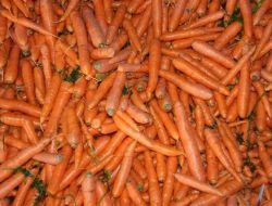 Hatay’da Havuç Hasadı Sıkıntılı Başladı