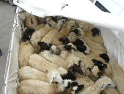 Kamyondan Çalıntı Koyunlar Çıktı