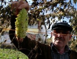 Samsun'da İlk Defa Üretilen 'Kudret Narı'ndan Dekar Başına 4 Ton Ürün Alındı