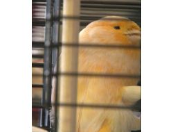 Kanaryalar, Dünya Şampiyonası İçin Yarışıyor