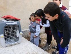 İzmirliler, Dama Çıkan Tilki İçin Seferber Oldu