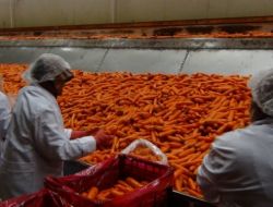 Don Beypazarı’nda Havuç Hasadını Etkiledi