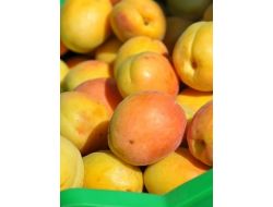 KAYISIDA ‘AKREDİTASYON’ DÖNEMİ