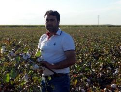 Pamuk Fiyatlarının Düşmesi Çiftçiyi Mağdur Ediyor
