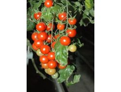 Prostat Kanserini Bitiren Kahve Rengi Domatesi Eksi 20 Derecede Üretiyor(özel)