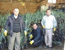 Çiftçiye Yüzde 50 Destekli Fidan Dağıtıldı