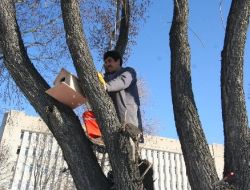 Erzurum’da Kuşlar Üşümesin Diye Parklara Yuva Yapılıyor