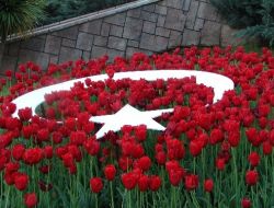 Manavgat Belediyesi 25 Bin Adet Lale Dikti