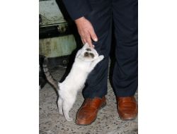 Minik Kedi, İyiliğin Karşılığını El Öperek Ödüyor