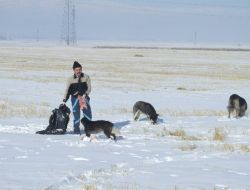 Başıboş Köpekler Koyun Eti İle Besleniyor