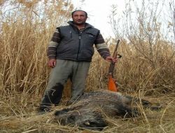 Gripten Korkan Köylüler Yaban Domuzunu Öldürdü