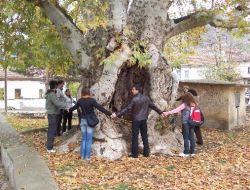 700 Yıllık Çınar Ağacına Büyük İlgi