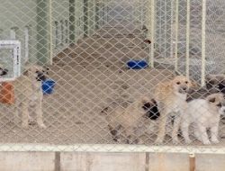 Başıboş Köpeklerden Sonra Kediler De Rehabilite Edilecek
