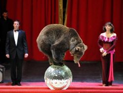 YANGINDA 9 SİRK AYISI TELEF OLDU