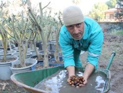 Belediyenin Yetiştirdiği 2 Bin Palamut Meşesi Öğrencilere Verilecek
