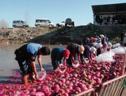 Emniyet Müdürü Turp İşçisi Oldu