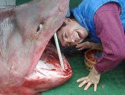 Ölü Köpek Balığına ‘ucuz Kabadayılık’