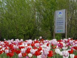 Sakarya Büyükşehir Belediyesi 522 Bin Adet Çiçek Dikti