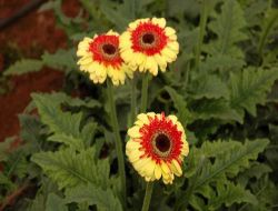 Çiçekçiler Ukrayna'ya Çıkarma Yapıyor, Hedef 7 Milyon Dolar İhracat