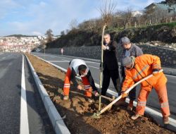 Karayolu Güzergahı Ağaçlandırılıyor