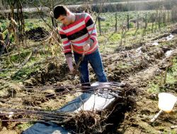 Düzce'de 103 Meyve Bahçesi Kurulacak