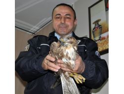 Avcıların Yaraladığı Şahin Koruma Altına Alındı