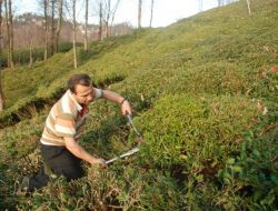 Çay Eksperleri, Artış Bekliyor!..