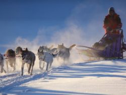 Köpekli Kızaklar Moskova’da..