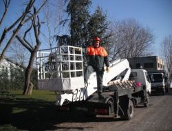 Tarihi Çınarlara Kışlık Bakım Yapılıyor