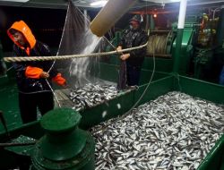 Ereğli’de Bağcılık Yeniden Canlanıyor