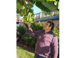 Otelinin Bahçesinde Yetiştirdiği Muzları Turistlere İkram Ediyor