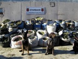 Diyarbakır’da 1 Ton 330 Kilo Esrar