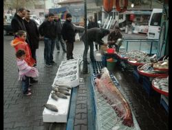 Kızılırmakta 1 Buçuk Metrelik Dev Yayın Balığı Yakalandı