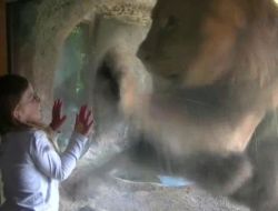 Vahşi Aslanın Küçük Kıza Öfkesi Böyle Görüntülendi