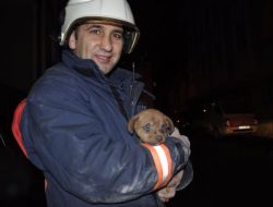 Enkaz Altındaki Yavru Köpek İçin İtfaiye Seferber Oldu