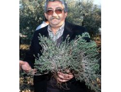 Kekikte Verimliliği Sürekli Hale Getirecek