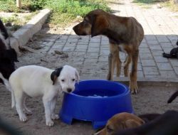 Kocaeli'de 650 Sokak Hayvanı Yuvaya Kavuştu