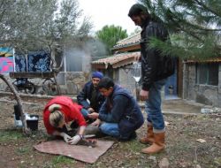 Denizde Bulunan Yaralı Karaca Tedavi Ediliyor