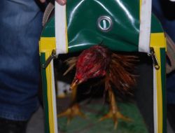 Hayvanları Koruma Derneğinde Horoz Dövüşü