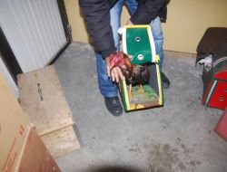 Hayvanları Koruma Derneğinde Horoz Dövüşü