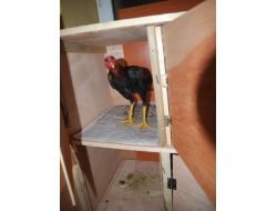 Hayvanları Koruma Derneğinde Horoz Dövüşü