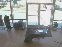 Kapıyı Kırıp Mağazaya Dalan Geyik Kameraya Yakalandı