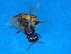 Dünyanın İlk ‘asker’ Arıları Keşfedildi