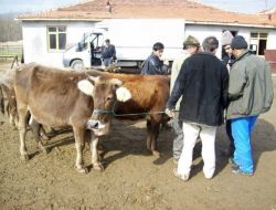 "Pasaportsuz Hayvan Alım Satım Ve Nakli Yapmayalım"